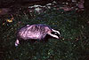 Europischer Dachs / European Badger