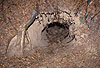 Europischer Dachs: Eingang zum Bau / European Badger: Burrow, entrance