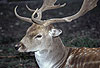 Damhirsch / Fallow deer