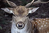 Damhirsch / Fallow deer
