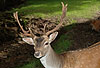 Damhirsch / Fallow deer