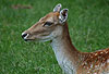 Damhirsch / Fallow deer
