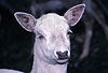 Damhirsch, weiße Zuchtform / Fallow deer, white variation