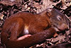 Junges Eichhrnchen / Young Red squirrel