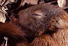 Junges Eichhrnchen / Young Red squirrel