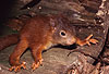 Junges Eichhrnchen / Young Red squirrel