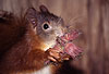 Eichhrnchen mit Haselnssen / Red squirrel with nuts