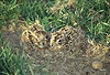 Europische Feldhasen, wenige Tage alte Jungtiere / European hares, a few days old
