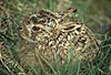 Europischer Feldhase, wenige Tage altes Jungtier / European hare, a few days old
