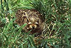 Europischer Feldhase, Jungtier / European hare, young