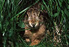 Europischer Feldhase / Brown hare, European hare
