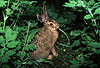 Junger Europischer Feldhase, fressend / Young Brown hare, eating