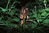 Europischer Feldhase / Brown hare, European hare