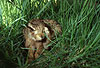 Europischer Feldhase / Brown hare, European hare
