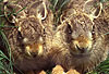Europischer Feldhase / Brown hare, European hare