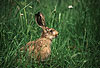 Europischer Feldhase / Brown hare, European hare