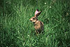 Europischer Feldhase / Brown hare, European hare
