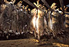 Europische Feldhasen, auf Treibjagd erlegt / European hares, killed by hunters