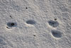 Europischer Feldhase, Spur im Schnee / European hare, foot prints in the snow
