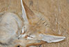 Fennek, Wüstenfuchs, schlafend / Fennec fox, sleeping / Fennecus zerda