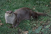 Europischer Fischotter / European otter / Lutra lutra