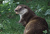 Europischer Fischotter / European otter / Lutra lutra