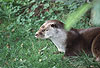 Europischer Fischotter / European otter / Lutra lutra