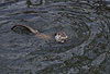 Europischer Fischotter / European otter / Lutra lutra