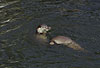 Europische Fischotter beim Sozialspiel / European otters, social play / Lutra lutra