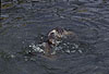 Europische Fischotter beim Sozialspiel / European otters, social play / Lutra lutra