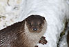 Europischer Fischotter im Winter / European otter, winter / Lutra lutra