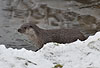 Europischer Fischotter im Winter / European otter, winter / Lutra lutra