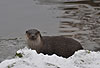 Europischer Fischotter im Winter / European otter, winter / Lutra lutra