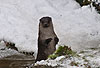 Europischer Fischotter im Winter, macht Mnnchen / European otter, winter / Lutra lutra
