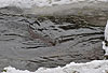Europischer Fischotter im Winter, schwimmend / European otter, winter, swimming / Lutra lutra
