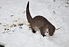 Europischer Fischotter im Winter, markieren / European otter, winter, sprainting / Lutra lutra