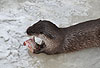 Europischer Fischotter im Winter, fisch fressend / European otter, winter, eating fish / Lutra lutra
