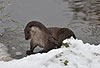 Europischer Fischotter im Winter, kratzen / European otter, winter, scratching / Lutra lutra