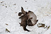 Europischer Fischotter im Winter, spielen / European otter, winter, play behaviour / Lutra lutra