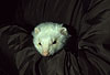 Weies Frettchen mit dunklen Augen / Dark eyed white ferret