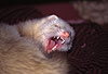 Ghnendes Siamfrettchen / Siamese ferret yawning