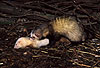 Paarung eines Iltisfrettchenrden und einer Siamfrettchenfhe / Male sable ferret and female siamese ferret mating