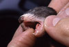 Milchzhne eines vier Wochen alten Iltisfrettchens / Milk-teeth of a 4-week-old sable ferret-cub