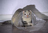 Pandafrettchen spielt mit Plastiktte / Panda ferret playing with a plastic-bag