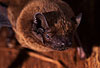 Groer Abendsegler (Nyctalus noctula) / Noctule (Nyctalus noctula)