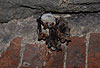 Groes Mausohr (Myotis myotis), Cluster im Winterquartier, Kellergewlbe / Greater mouse-eared bat (Myotis myotis), cluster in winter-quarter