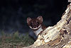 Hermelin / Stoat