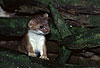 Hermelin / Stoat