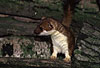 Hermelin / Stoat