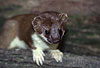 Hermelin / Stoat